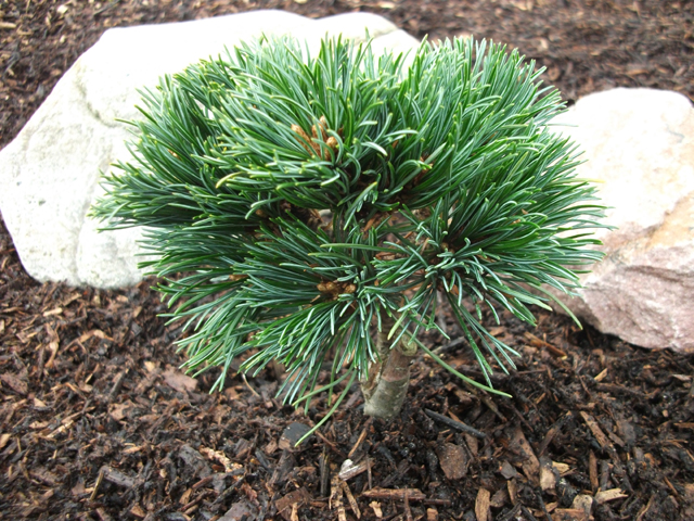 Pinus parviflora 'Filips Blue Diamond'